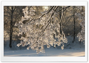 Frozen Branch HD Wide Wallpaper for Widescreen
