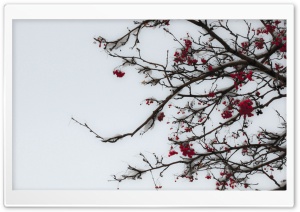 Fruity Winter HD Wide Wallpaper for Widescreen