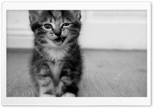 Funny Kitten HD Wide Wallpaper for Widescreen