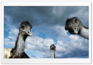 Funny Ostriches HD Wide Wallpaper for Widescreen