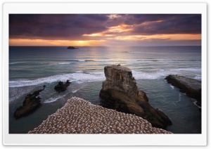 Gannet Colony HD Wide Wallpaper for Widescreen