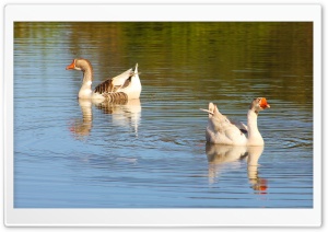 Gansos - Geese HD Wide Wallpaper for Widescreen