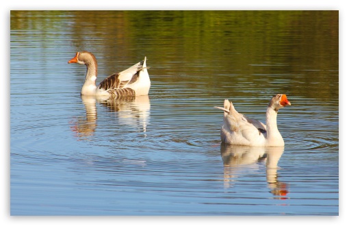 Gansos - Geese wallpaper for Standard 4:3 Fullscreen UXGA XGA SVGA ; Wide 16:10 Widescreen WHXGA WQXGA WUXGA WXGA ; HD 16:9 High Definition WQHD QWXGA 1080p 900p 720p QHD nHD ; Other 3:2 DVGA HVGA HQVGA devices ( Apple PowerBook G4 iPhone 4 3G 3GS iPod Touch ) ; Mobile VGA iPhone iPad - VGA QVGA Smartphone ( PocketPC GPS iPod Zune BlackBerry HTC Samsung LG Nokia Eten Asus ) HVGA Smartphone ( Apple iPhone iPod BlackBerry HTC Samsung Nokia ) ;