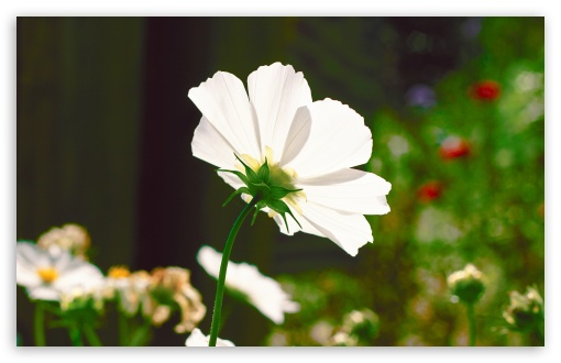 Garden Flower wallpaper for Wide 16:10 Widescreen WHXGA WQXGA WUXGA WXGA ;