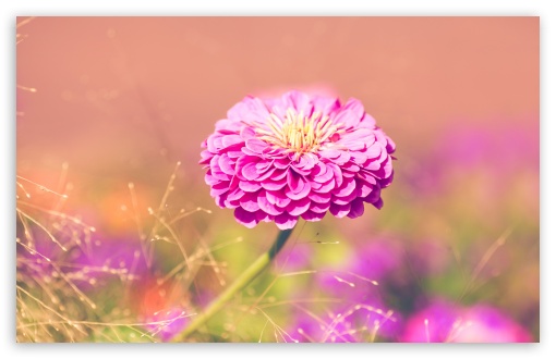 Garden Flower HD wallpaper for Wide 16:10 Widescreen WHXGA WQXGA WUXGA WXGA ;