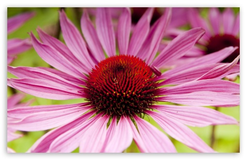 Garden Flower Macro HD wallpaper for Wide 16:10 Widescreen WHXGA WQXGA WUXGA WXGA ;