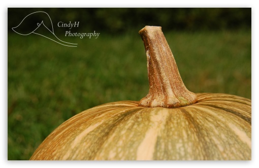 Garden Pumpkins wallpaper for Wide 16:10 Widescreen WHXGA WQXGA WUXGA WXGA ;