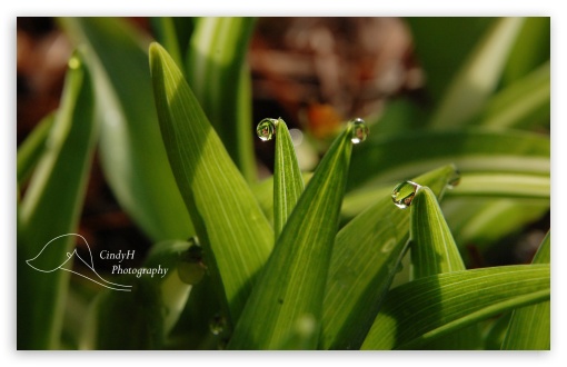 Garden Water Drops wallpaper for Wide 16:10 Widescreen WHXGA WQXGA WUXGA WXGA ;