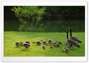 Geese And Goslings HD Wide Wallpaper for Widescreen