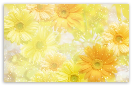 Flowers+daisies+pictures