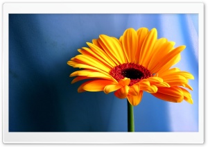Gerber+daisies+flowers
