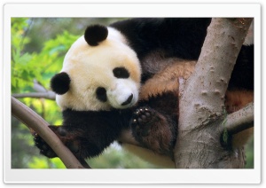 Giant Panda In A Tree HD Wide Wallpaper for Widescreen