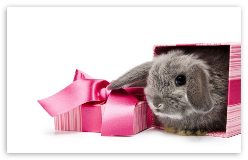 Gift HD wallpaper for Standard 4:3 5:4 Fullscreen UXGA XGA SVGA QSXGA SXGA ; Wide 16:10 5:3 Widescreen WHXGA WQXGA WUXGA WXGA WGA ; HD 16:9 High Definition WQHD QWXGA 1080p 900p 720p QHD nHD ; Other 3:2 DVGA HVGA HQVGA devices ( Apple PowerBook G4 iPhone 4 3G 3GS iPod Touch ) ; Mobile VGA WVGA iPhone iPad PSP Phone - VGA QVGA Smartphone ( PocketPC GPS iPod Zune BlackBerry HTC Samsung LG Nokia Eten Asus ) WVGA WQVGA Smartphone ( HTC Samsung Sony Ericsson LG Vertu MIO ) HVGA Smartphone ( Apple iPhone iPod BlackBerry HTC Samsung Nokia ) Sony PSP Zune HD Zen ; Tablet 2 Android ;
