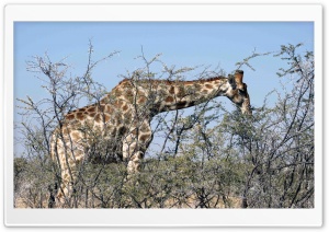 Giraffe Eating From A Tree HD Wide Wallpaper for Widescreen