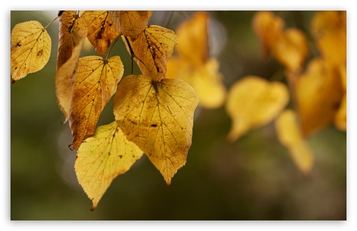 Golden Dance wallpaper for Wide 16:10 Widescreen WHXGA WQXGA WUXGA WXGA ;
