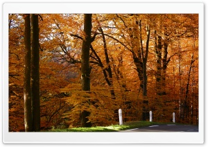 Golden Forest HD Wide Wallpaper for Widescreen