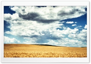 Golden Wheat Field HDR HD Wide Wallpaper for Widescreen
