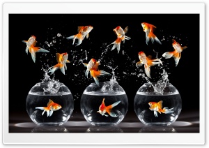 Goldfish HD Wide Wallpaper for Widescreen