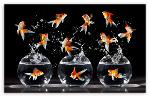 goldfish wallpaper. 1 Goldfish wallpaper for