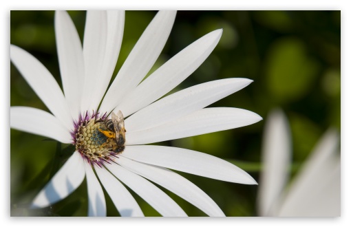 Good Beez wallpaper for Standard 4:3 Fullscreen UXGA XGA SVGA ; Wide 16:10 Widescreen WHXGA WQXGA WUXGA WXGA ; HD 16:9 High Definition WQHD QWXGA 1080p 900p 720p QHD nHD ; Mobile VGA iPhone iPad - VGA QVGA Smartphone ( PocketPC GPS iPod Zune BlackBerry HTC Samsung LG Nokia Eten Asus ) HVGA Smartphone ( Apple iPhone iPod BlackBerry HTC Samsung Nokia ) ;