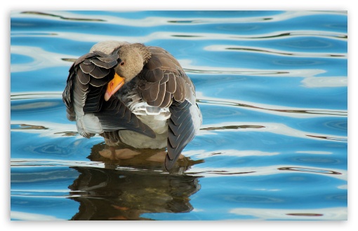 Goose wallpaper for Wide 16:10 Widescreen WHXGA WQXGA WUXGA WXGA ;