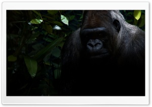 Gorilla HD Wide Wallpaper for Widescreen