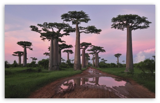 wallpaper madagascar 2. Madagascar wallpaper for