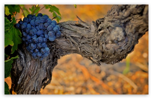 Grape wallpaper for Wide 16:10 Widescreen WHXGA WQXGA WUXGA WXGA ;