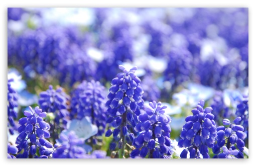 Grape Hyacinths HD wallpaper for Wide 16:10 Widescreen WHXGA WQXGA WUXGA WXGA ;