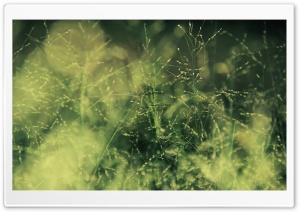 Grass wallpaper