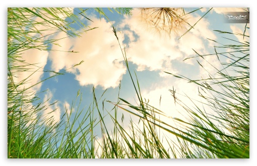 Grass wallpaper for Wide 16:10 Widescreen WHXGA WQXGA WUXGA WXGA ;