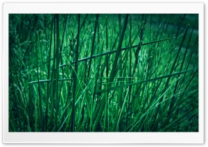 Grass HD Wide Wallpaper for Widescreen