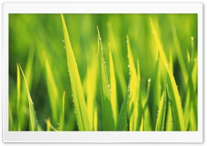 Grass 7 HD Wide Wallpaper for Widescreen