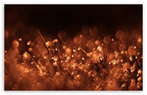 Grass Bokeh wallpaper for Wide 16:10 Widescreen WHXGA WQXGA WUXGA WXGA ;