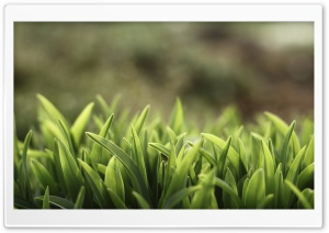 Grass Macro HD Wide Wallpaper for Widescreen