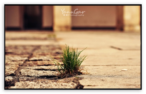 Grass Yard wallpaper for Wide 16:10 Widescreen WHXGA WQXGA WUXGA WXGA ;