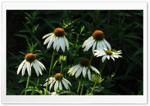 Grasshopper HD Wide Wallpaper for Widescreen