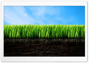 Grassroots HD Wide Wallpaper for Widescreen