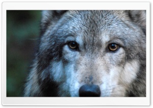 Gray Wolf by Dave Johnson HD Wide Wallpaper for Widescreen