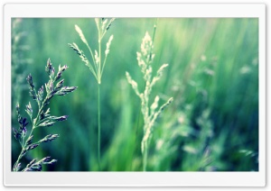 Green wallpaper