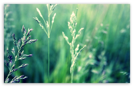 Green HD wallpaper for HD 16:9 High Definition WQHD QWXGA 1080p 900p 720p QHD nHD ;
