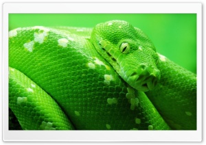 Green Boa Snake wallpaper