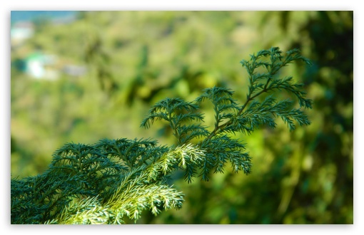 Green Branch HD wallpaper for Standard 4:3 Fullscreen UXGA XGA SVGA ; Wide 16:10 Widescreen WHXGA WQXGA WUXGA WXGA ; HD 16:9 High Definition WQHD QWXGA 1080p 900p 720p QHD nHD ; Mobile VGA iPad - VGA QVGA Smartphone ( PocketPC GPS iPod Zune BlackBerry HTC Samsung LG Nokia Eten Asus ) ;