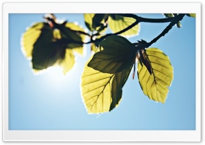 Green Branch Against The Blue Sky HD Wide Wallpaper for Widescreen
