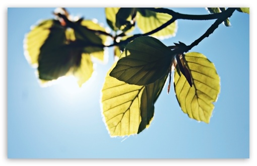 Green Branch Against The Blue Sky wallpaper for Wide 16:10 Widescreen WHXGA WQXGA WUXGA WXGA ;