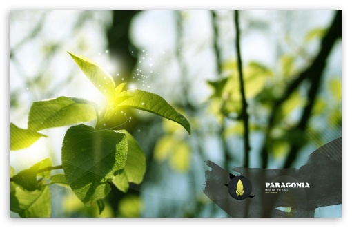 Green Branch, Creative Design HD wallpaper for Standard 4:3 5:4 Fullscreen UXGA XGA SVGA QSXGA SXGA ; Wide 16:10 5:3 Widescreen WHXGA WQXGA WUXGA WXGA WGA ; HD 16:9 High Definition WQHD QWXGA 1080p 900p 720p QHD nHD ; Other 3:2 DVGA HVGA HQVGA devices ( Apple PowerBook G4 iPhone 4 3G 3GS iPod Touch ) ; Mobile VGA WVGA iPhone iPad PSP Phone - VGA QVGA Smartphone ( PocketPC GPS iPod Zune BlackBerry HTC Samsung LG Nokia Eten Asus ) WVGA WQVGA Smartphone ( HTC Samsung Sony Ericsson LG Vertu MIO ) HVGA Smartphone ( Apple iPhone iPod BlackBerry HTC Samsung Nokia ) Sony PSP Zune HD Zen ; Tablet 2 Android ; Dual 4:3 5:4 16:10 5:3 UXGA XGA SVGA QSXGA SXGA WHXGA WQXGA WUXGA WXGA WGA ;