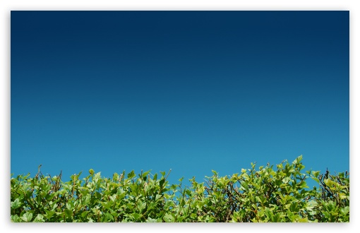 Green Bushes Against A Blue Sky wallpaper for Wide 16:10 Widescreen WHXGA WQXGA WUXGA WXGA ;