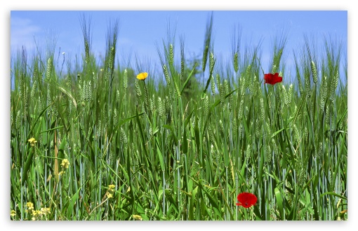 wallpapers widescreen spring. Field Spring 1 wallpaper