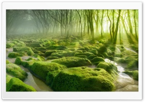Green Forest HD Wide Wallpaper for Widescreen
