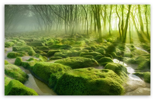 Green Forest HD wallpaper for HD 16:9 High Definition WQHD QWXGA 1080p 900p 720p QHD nHD ;